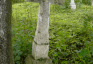 Photo montrant Tombstone of Peter Marchvitskiy