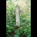 Альтернативний текст фотографії