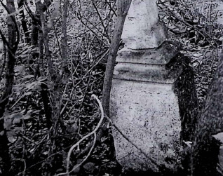 Nagrobek Marii Roszczyk z krzyżem na cokole, z płaskorzeźbionym liściem palmy i stylizowanym kwiatem. Cokół ma profilowane krawędzie i rytą ramę. Otoczony gęstą roślinnością.