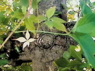 Kamienny krzyż z ramionami zakończonymi trójliściem, częściowo przykryty liśćmi. Na przecięciu ramion wyryty mniejszy krzyż. Cokół zwęża się ku górze z inskrypcją z przodu.