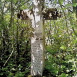 Photo showing Tombstone of Antoni and Petronela Ruszczycki