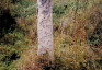 Fotografia przedstawiająca Gravestone of Rozalia Ska[...]alska