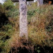 Fotografia przedstawiająca Gravestone of Rozalia Ska[...]alska