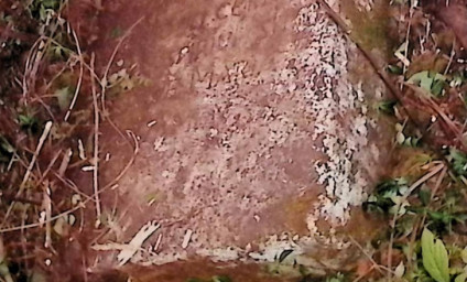 Nagrobek Antoniego Wolańskiego z wyrytą inskrypcją, otoczony trawą i małymi roślinami.