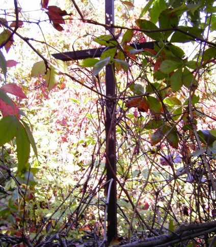 Nagrobek Henryki Kopczyńskiej, cmentarz w Uhryńkowce, stan z 2005