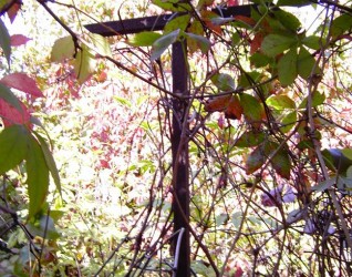 Nagrobek Henryki Kopczyńskiej, cmentarz w Uhryńkowce, stan z 2005