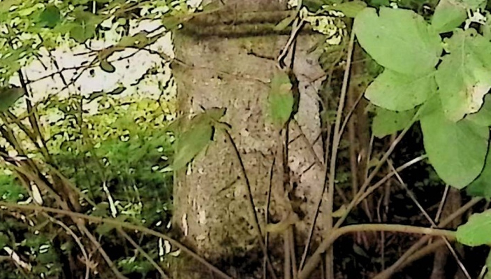 Photo showing Tombstone of Maria Zimirska