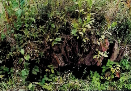 Zarośnięty grobowiec ziemny na planie prostokąta, częściowo widoczny wśród gęstej roślinności.