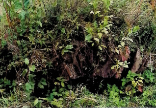 Zarośnięty grobowiec ziemny na planie prostokąta, częściowo widoczny wśród gęstej roślinności.