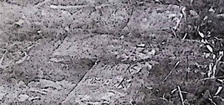 Zbliżenie na zwietrzałą powierzchnię kamienia z wyrytym tekstem, częściowo zasłoniętą przez ziemię i resztki.