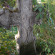 Photo showing Tombstone of J[u]dith Er[lbr]üch