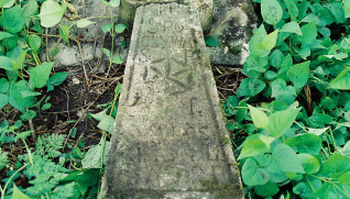 Przewrócony i uszkodzony krzyż na grobie, zdobiony motywem trójliścia i rozety, otoczony zielonymi liśćmi. Na kamieniu widoczna inskrypcja i wyryty krzyż.