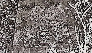 Nagrobek Erazma Wierzbickiego z wypukłym reliefem krzyża i rytą inskrypcją, otoczony roślinnością.