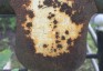 Photo showing Tombstone of Wladyslaw Brejwo