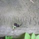 Fotografia przedstawiająca Gravestone of Maria Kramkowska