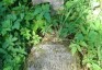 Photo showing Tombstone of Piotr Puszwaskis
