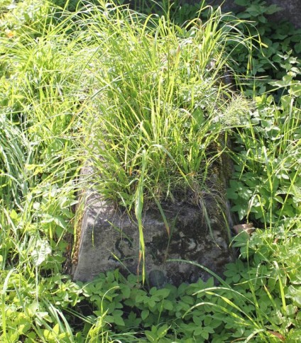 Nagrobek ZA N.N., cmentarz Na Rossie w Wilnie, stan z 2013