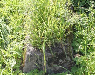 Nagrobek ZA N.N., cmentarz Na Rossie w Wilnie, stan z 2013