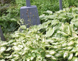 Nagrobek Rozali Czapukoić, cmentarz Na Rossie w Wilnie, stan z 2013