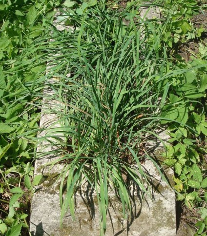 Nagrobek M. T., cmentarz na Rossie, stan z 2013 roku