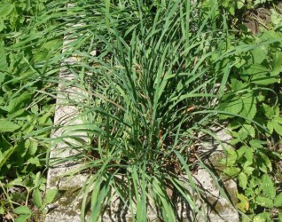 Nagrobek M. T., cmentarz na Rossie, stan z 2013 roku