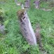 Fotografia przedstawiająca Nagrobek rodziny Piwcenis