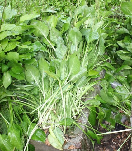 Nagrobek Heleny Urbanowicz, cmentarz Na Rossie w Wilnie, stan z 2013 r.