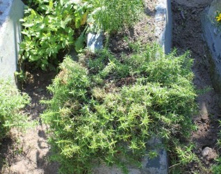 Nagrobek Stanisława Łowmeckiego, cmentarz Na Rossie w Wilnie, stan z 2013