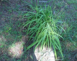 Nagrobek Karola Kierszańskiego, cmentarz Na Rossie w Wilnie, stan z 2013 r.