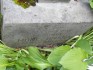 Photo showing Tombstone of Melania Mończunska