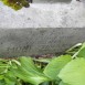 Photo showing Tombstone of Melania Mończunska