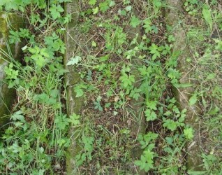 Nagrobek Anny Łukaszewicz, cmentarz Na Rossie w Wilnie, stan z 2013