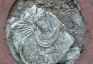 Fotografia przedstawiająca Tomb of the Pawlukiewicz family (including Anna)