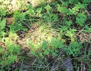 Nagrobek Władysława Romanowskiego, cmentarz Na Rossie w Wilnie, stan z 2014 r.