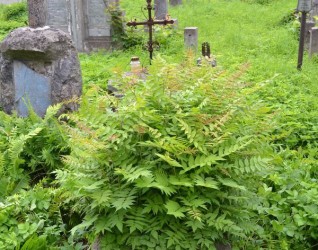 Nagrobek Weroniki Święcickiej, cmentarz na Rossie w Wilnie, stan z 2013