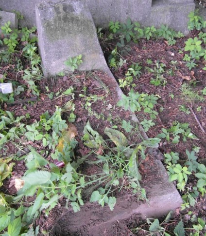 Nagrobek Agaty Boguckiej z cmentarza Na Rossie w Wilnie, stan z 2013