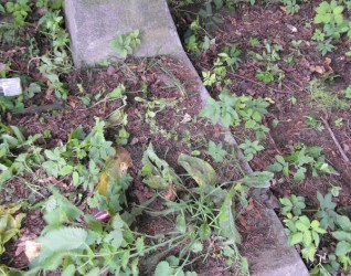 Nagrobek Agaty Boguckiej z cmentarza Na Rossie w Wilnie, stan z 2013