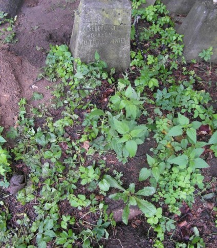 Nagrobek N. N. Boguckiej z cmentarza Na Rossie w Wilnie, stan z 2013