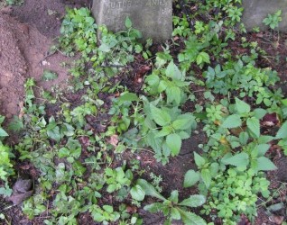 Nagrobek N. N. Boguckiej z cmentarza Na Rossie w Wilnie, stan z 2013