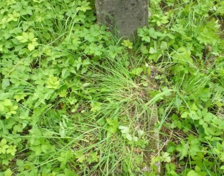 Nagrobek Leopolda Waszkiewicza, cmentarz Na Rossie w Wilnie, stan z 2013