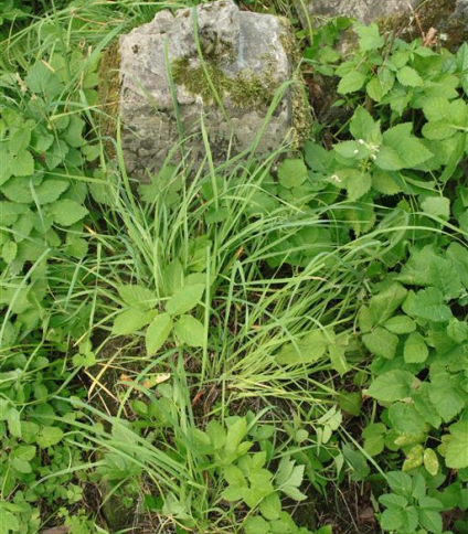 Nagrobek Janiny Czerniawskiej, cmentarz na Rossie w Wilnie, stan z 2013