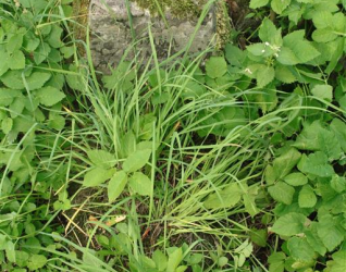 Nagrobek Janiny Czerniawskiej, cmentarz na Rossie w Wilnie, stan z 2013