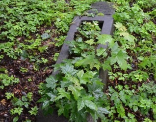 Nagrobek Wacława Minkiewicza, cmentarz na Rossie w Wilnie, stan z 2013