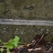 Fotografia przedstawiająca Tombstone of Teofila Pawlowska