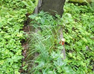 Nagrobek Protazego Druskisa, cmentarz Na Rossie w Wilnie, stan z 2013