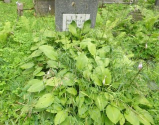 Nagrobek Mieczysława Pietkiewicza, cmentarz Na Rossie w Wilnie, stan z 2013