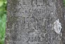 Photo showing Tombstone of Cecilia Protosiewiczow