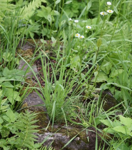 Nagrobek Marii Madaleko, cmentarz na Rossie w Wilnie, stan na 2013 r.