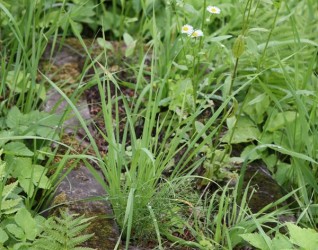 Nagrobek Marii Madaleko, cmentarz na Rossie w Wilnie, stan na 2013 r.