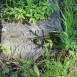 Fotografia przedstawiająca Nagrobek Szymona Tracewicza